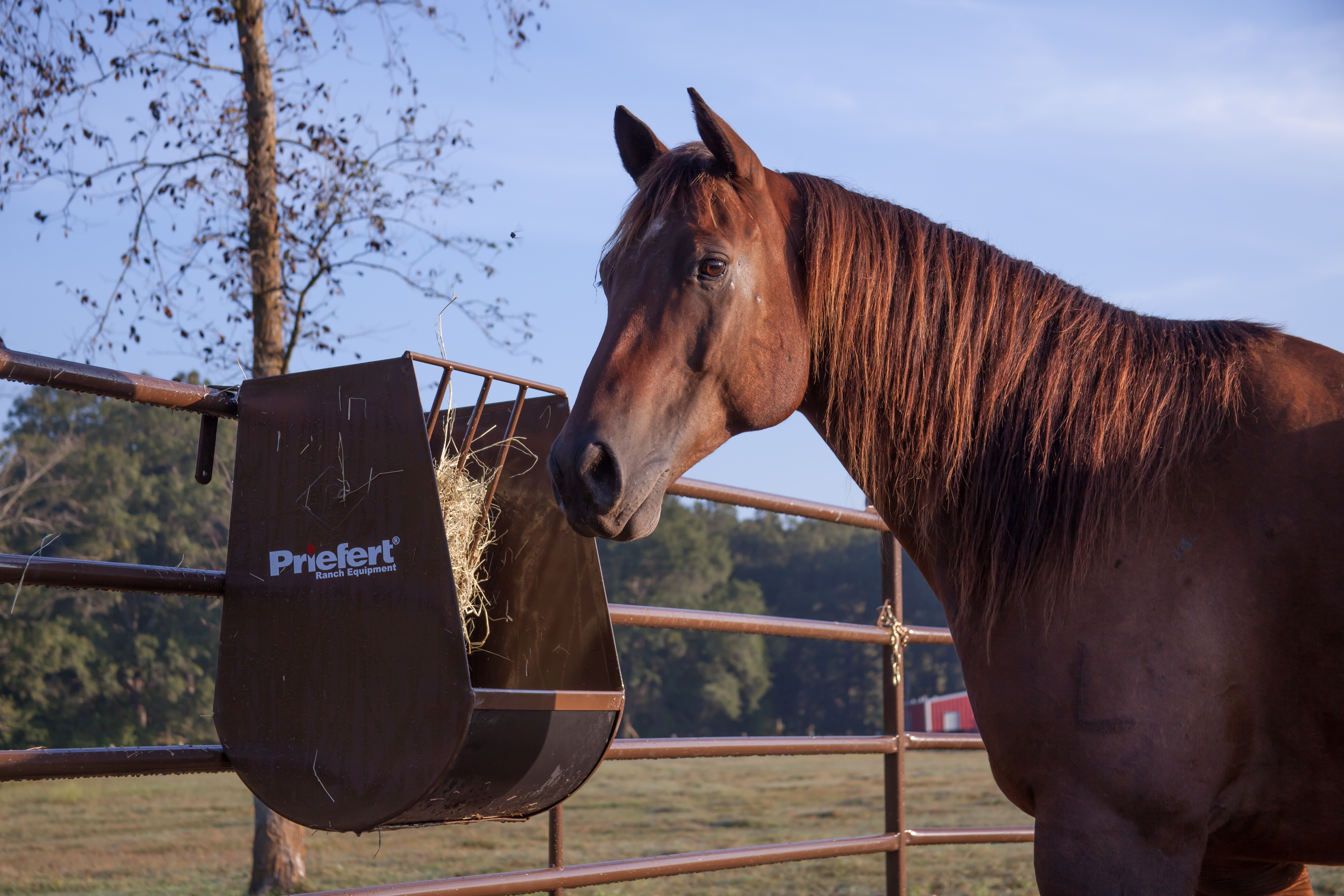Horse Guy Mclean HGF06.jpg